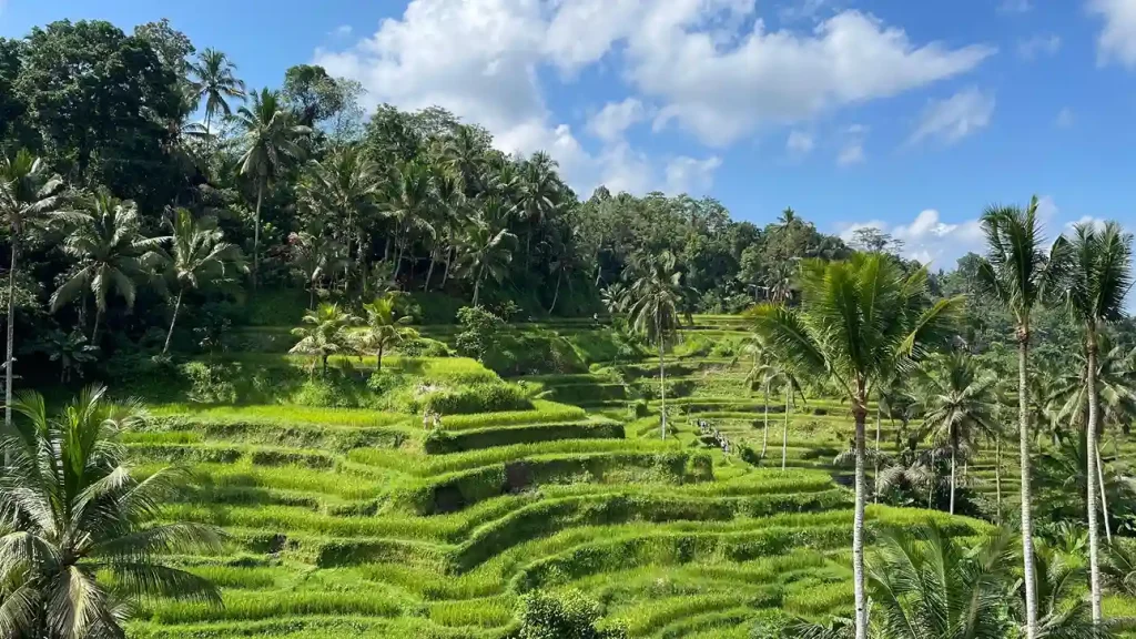 The Tegalalang rice terraces above Ubud